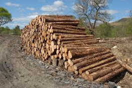 softwood logs