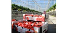 Hoogstraten’s recycled packaging ensures sustainable strawberry production